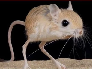 CLIP: 7 loài động vật kỳ lạ nhất thế giới