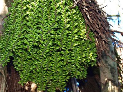 Sự thật ghê người về về cây đủng đỉnh ở Việt Nam