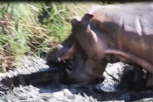 CLIP: Hà mã chiến đấu với cá sấu bảo vệ con 