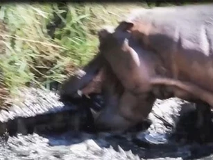 CLIP: Hà mã chiến đấu với cá sấu bảo vệ con