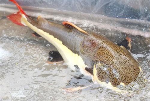 Bạc Liêu: Bắt được cá trê đuôi đỏ quý hiếm nặng 15kg