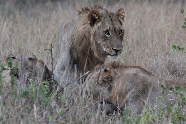 Clip: Anh em sư tử đoạt mạng trâu rừng con trong chớp mắt