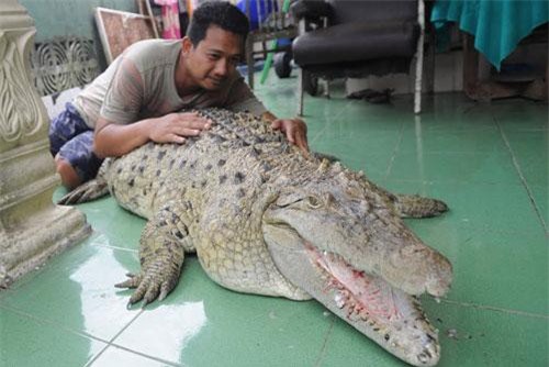 CLIP: Nuôi cá sấu trong nhà, tắm rửa, vuốt ve như thú cưng