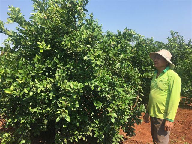 Gia Lai:Lão nông trồng chanh trên đất đỏ, thu gần 1 tỷ đồng mỗi năm