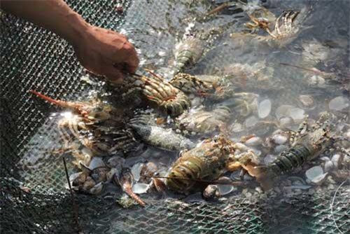 Tôm hùm nuôi chết hàng loạt khiến người dân Phú Yên lao đao