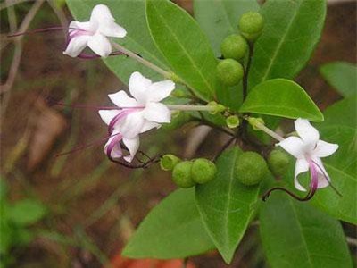 Khám phá 'lạ' cây ngọc nữ biển yêu kiều ở ven biển Việt Nam