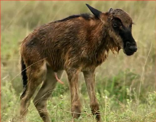 CLIP: Mới vừa chào đời linh dương đã cho linh cẩu "hít khói"