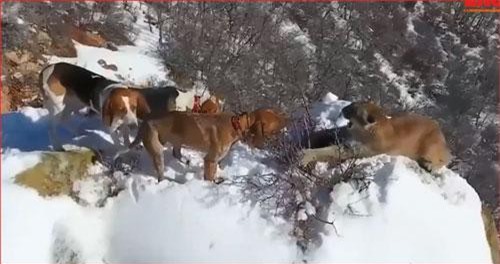 CLIP: Báo sư tử bị đàn chó săn ép tới bờ vực