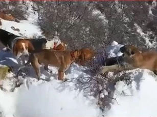 CLIP: Báo sư tử bị đàn chó săn ép tới bờ vực