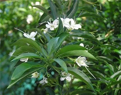 Khám phá "lạ" cây ngọc nữ biển yêu kiều ở ven biển VN - Hình 2 Kham pha