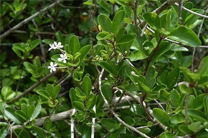 Khám phá "lạ" cây ngọc nữ biển yêu kiều ở ven biển VN - Hình 5 Kham pha