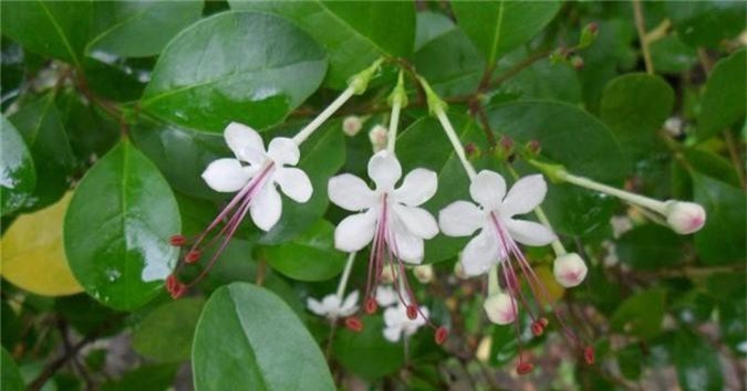 Khám phá "lạ" cây ngọc nữ biển yêu kiều ở ven biển VN - Hình 6 Kham pha