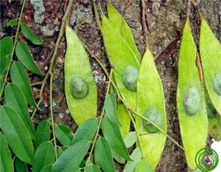 Khám phá thú vị cây cẩm lai vú đặc biệt, có ở VN - Hình 5 Kham pha thu vi cay cam lai vu dac biet, co o VN-Hinh-5