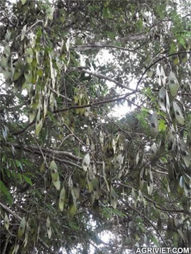Khám phá thú vị cây cẩm lai vú đặc biệt, có ở VN - Hình 6 Kham pha thu vi cay cam lai vu dac biet, co o VN-Hinh-6