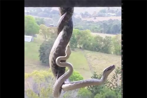 Clip: Chủ nhà 'thót tim' khi phát hiện cặp trăn ác chiến trên mái nhà