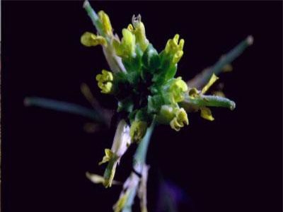 Phát hiện loài hoa tự chuyển giới