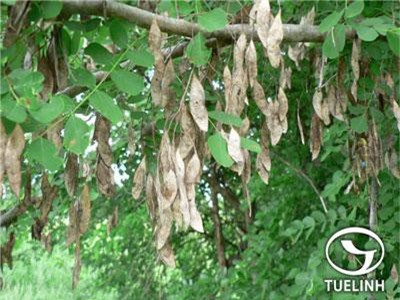 Khám phá thú vị cây cẩm lai vú đặc biệt, có ở Việt Nam