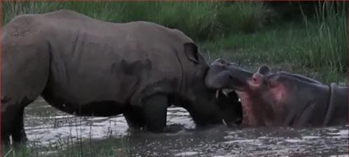 CLIP: Hà mã đại chiến tê giác dành đầm nước