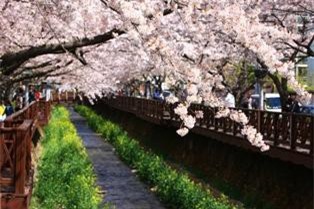 " Du xuân Hàn Quốc - Cảm nhận sự khác biệt" 