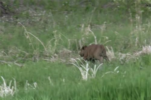 Clip: Không may lạc đàn, bò rừng con nằm gọn dưới nanh vuốt chó sói