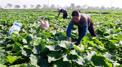 Cách trồng và chăm sóc bí đỏ chưa bao giờ dễ đến vậy