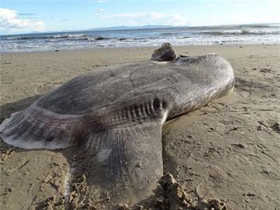 Phát hiện xác cá mặt trời siêu hiếm ở Mỹ