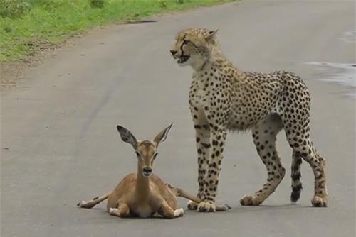 Clip: 'Ớn lạnh' chứng kiến cảnh vờn mồi của báo