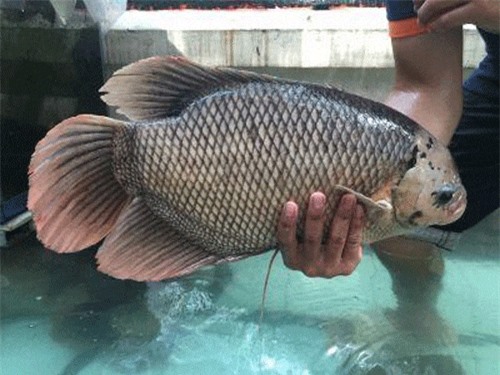 Tiền Giang: Có của ăn của để nhờ làm giống loài cá to như tai voi