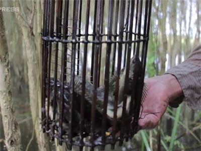 CLIP: Lội rừng U Minh đặt lợp bắt cá đồng