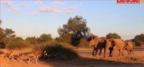 CLIP: Đàn voi nổi giận lao vào tấn công chó hoang