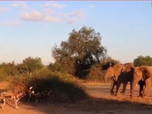 CLIP: Đàn voi nổi giận lao vào tấn công chó hoang