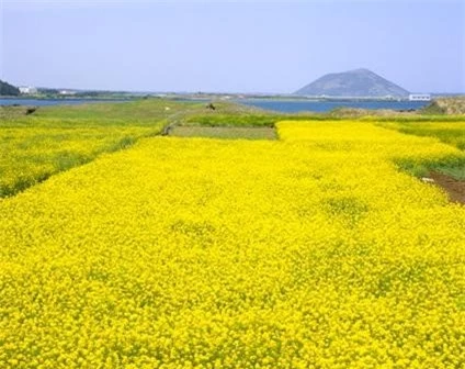 Lễ hội hoa cải dầu tại Jeju 