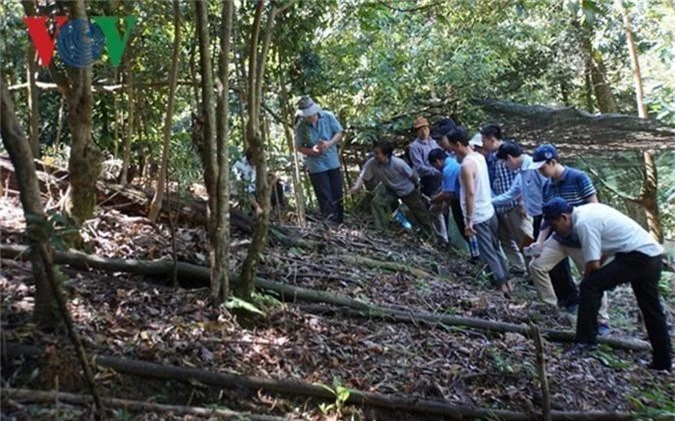 phien cho sam ngoc linh: ban 27kg sam cu thu ve gan 2,3 ty dong hinh 7