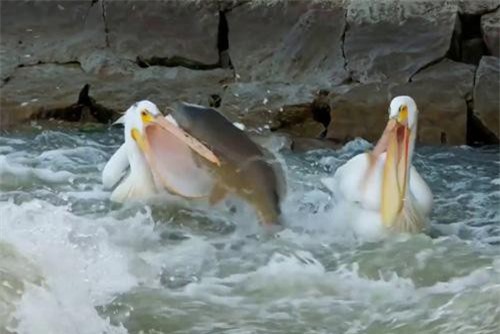 Clip: Quá tham lam, bồ nông 'trắng tay' dù đàn cá béo bở được 'dâng đến tận miệng'