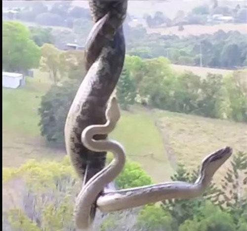 CLIP HOT (4/3): Lội rừng U Minh đặt lợp bắt cá đồng, 'thót tim' khi phát hiện cặp trăn ác chiến trên mái nhà