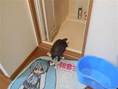 Thấy rùa cưng đẻ trứng, chủ nhân chiên lên và cái kết đắng