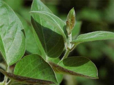 Lá mơ lông chữa lỵ trực khuẩn