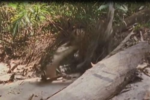 CLIP: Báo đốm nhận ‘quả đắng’ vì tấn công cá sấu