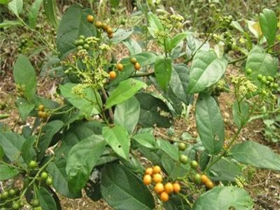 Khám phá bất ngờ về loài cây xạ đen quý giá ở Việt Nam