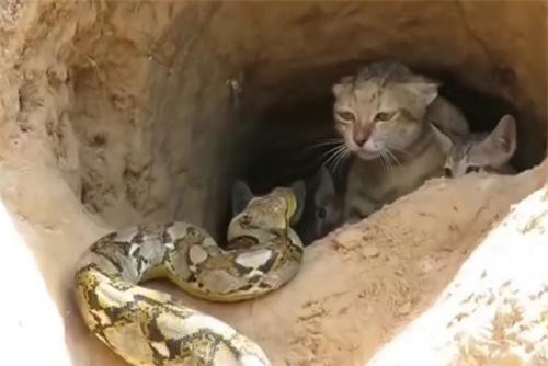 Clip: Giải cứu đàn mèo khỏi cuộc tấn công của trăn 'khủng'
