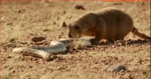 CLIP: Cầy bố liều mình bảo vệ con trước rắn trâu