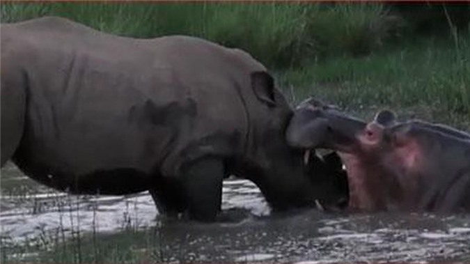 CLIP HOT (5/3): Hà mã đại chiến tê giác, báo đốm nhận ‘quả đắng’ vì tấn công cá sấu