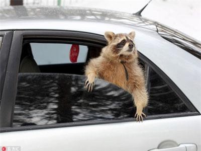 Ghen tị với cuộc sống sung sướng của gấu mèo 'siêu' đáng yêu