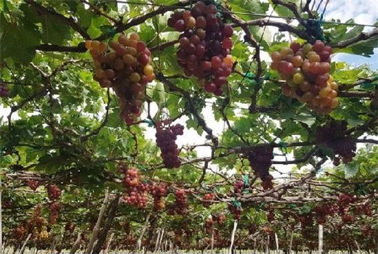 Ninh Thuận: Nho được dán 'tem điện tử thông minh' 