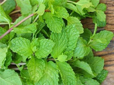 Hết cảm sốt, ngạt mũi nhờ cây bạc hà