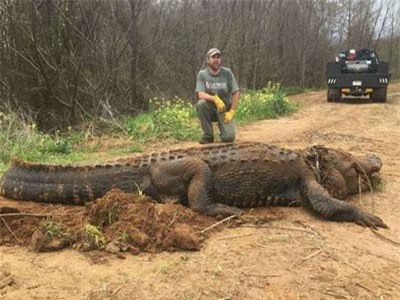 Bắt được cá sấu khổng lồ ở Mỹ