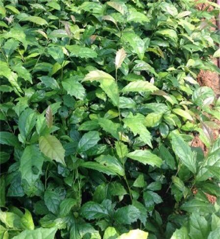 Khám phá bất ngờ về loài cây xạ đen quý giá ở VN - Hình 7 Kham pha bat ngo ve loai cay xa den quy gia o VN-Hinh-7
