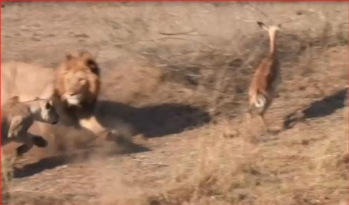 CLIP: 2 con sư tử đâm đầu vào nhau để linh dương chạy mất