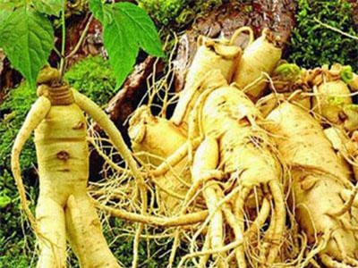 Người cao huyết áp có sử dụng được nhân sâm không?