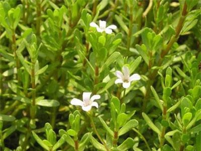 Cây rau đắng vị thuốc tốt tiêu hóa